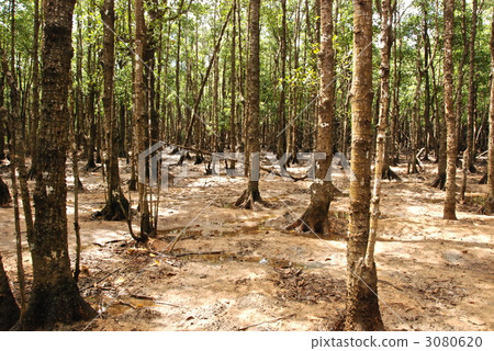 鹹淡水鹹淡水區樹（石垣島/沖繩縣） 3080620