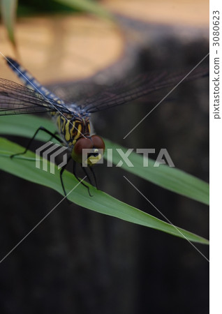 在江邊的蜻蜓 3080623