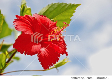 芙蓉花（石垣島/沖繩縣） 3080639