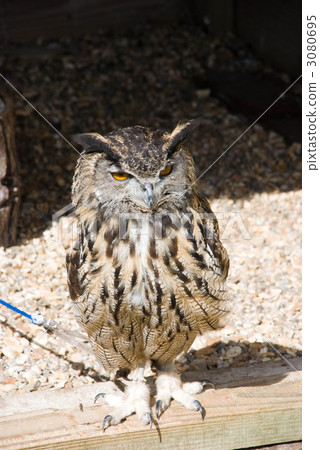 貓頭鷹 鳥兒 鳥 3080695