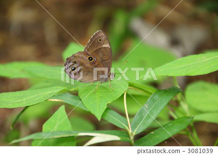 Black lizard 3081039