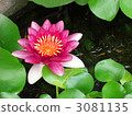 Lotus flower and Mesaka Lotus flower and Mesaka 3081135