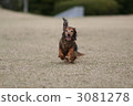 A dog that runs happily 3081278