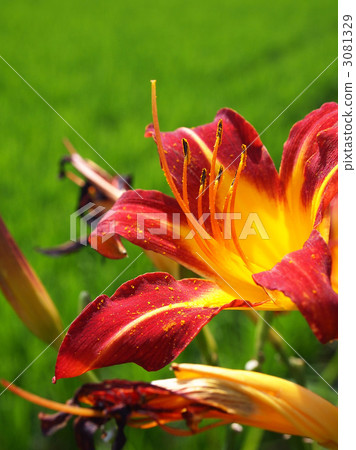 Is it a garden cultivar of Nokanzou? Is it a garden cultivar of Nokanzou? 3081329