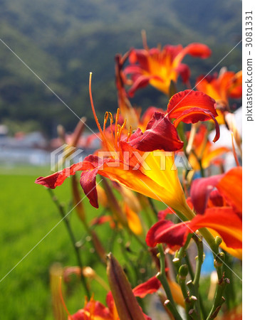 Is it a garden cultivar of Nokanzou? Is it a garden cultivar of Nokanzou? 3081331