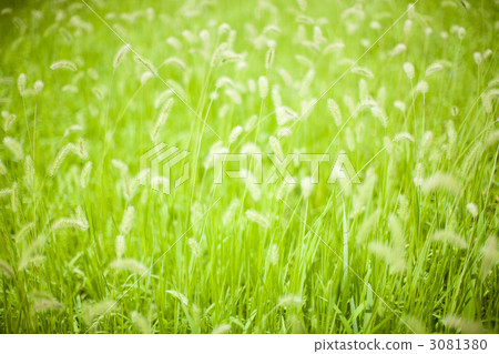 狗尾草 冬閑田 活潑的 3081380