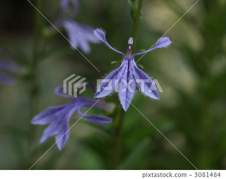 Sawafuukyo花 3081484