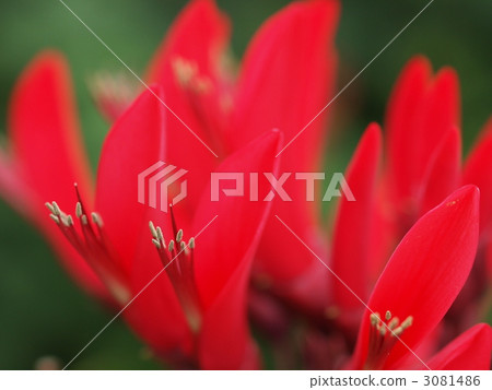 Flower of Coral Gland 3081486