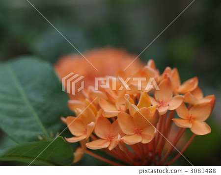 桑坦卡之花 3081488