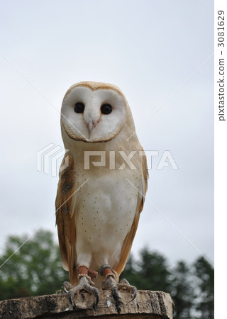 倉owl 3081629