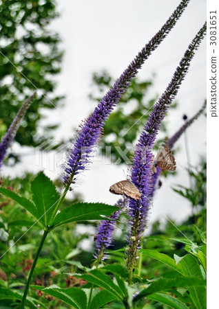 九蓋草 花朵 花 3081651