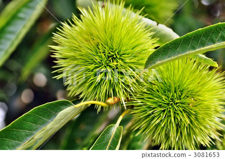 蠹蟲 闊葉樹 綠葉 3081653