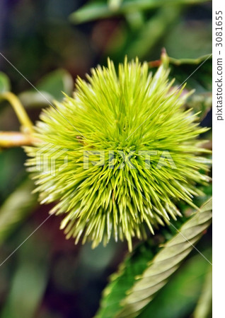 蠹蟲 闊葉樹 綠葉 3081655