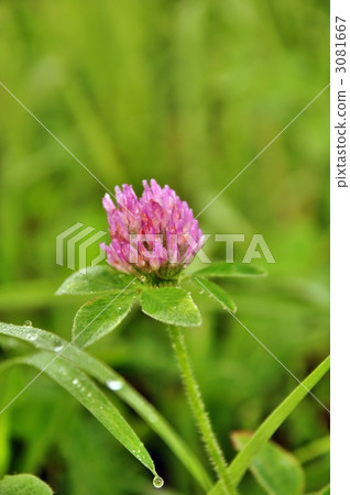 Red Clover, clover, bloom 3081667