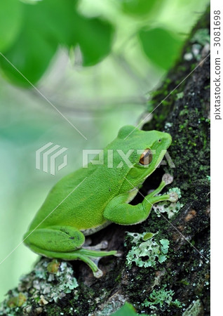 frog, frogs, rhacophorus arboreus 3081698