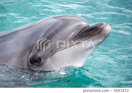 海豚 海豚 3081872