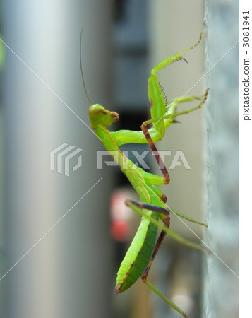 草原獵人 草原獵人 3081941