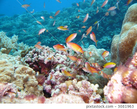 Dynamic tropical fish 3081963