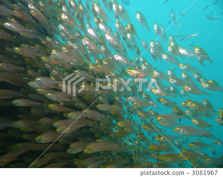 Horde of small fish Horde of small fish 3081967