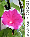 Morning glory pink × white ① 3082022