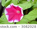 Morning glory pink × white ③ 3082028