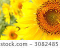 sunflower	 3082485