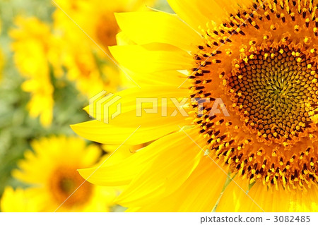 sunflower	 3082485