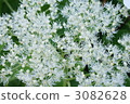 peegee hydrangea, bloom, blossom 3082628