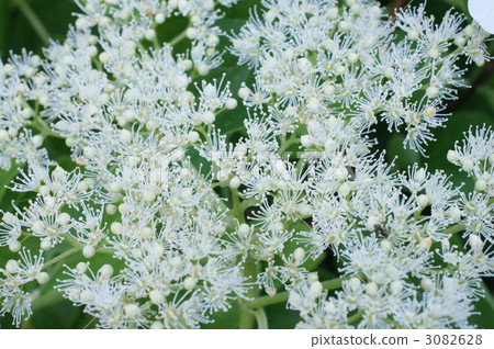 peegee hydrangea, bloom, blossom 3082628
