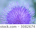 thistle, marianum, Blue Flower 3082674