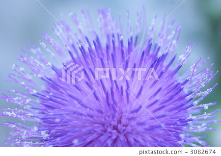 薊花 藍花 花上傳 3082674