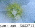 hollyhock, alcea rosea, center of a flower 3082713