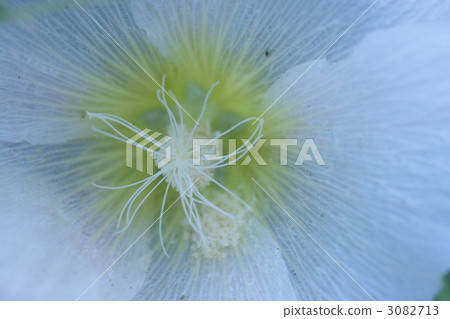 蜀葵 花芯 花蕊 3082713