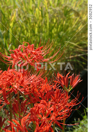 cluster amaryllis, autumn flower, hachijoji 3082952