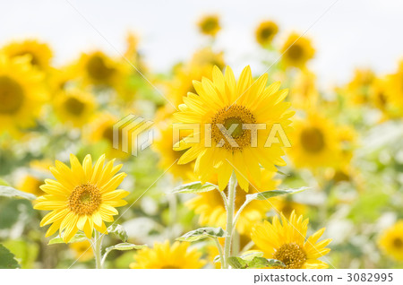 field of sunflowers, sunflower field, sunflower 3082995