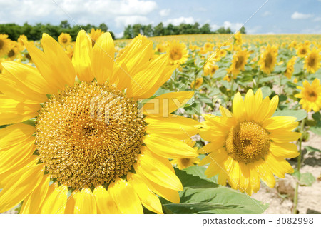 向日葵花田 向日葵園 花園 3082998