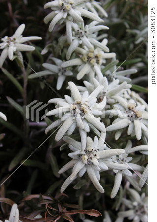 Edelweiss ① · · · Noble white 3083125