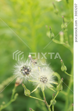 Aquinonogi seeds 3083207