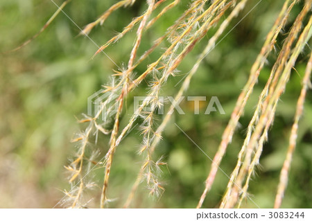 Sukubi's fluff 3083244