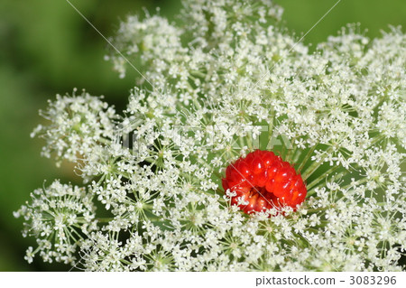 White flowers and red fruits 3083296