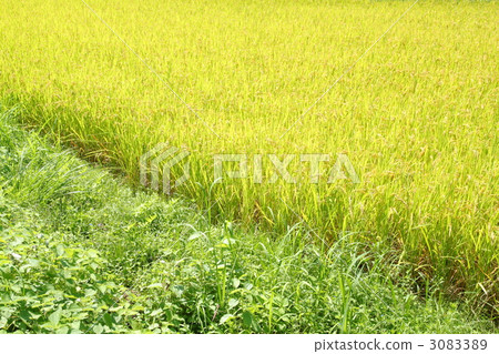 Golden rice paddy 3083389