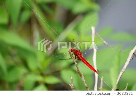 我的名字是羅恩蜻蜓蜻蜓蜻蜓蜻蜓。 我的名字是羅恩蜻蜓蜻蜓蜻蜓蜻蜓。 3083551