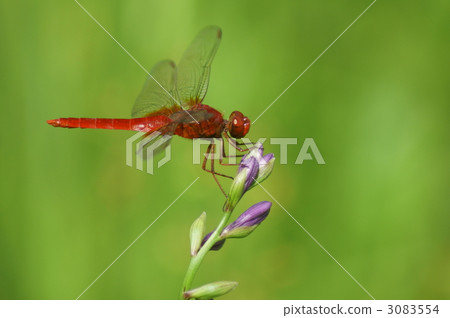 My name is Ron dragonfly Dragonfly Dragonfly Dragonfly. My name is Ron dragonfly Dragonfly Dragonfly Dragonfly. 3083554