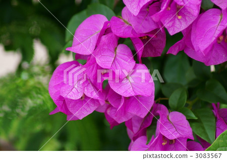 九重葛的日本名字是Raku - zu 九重葛的日本名字是Raku - zu 3083567