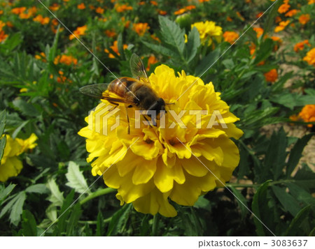 Bee and marigold 3083637