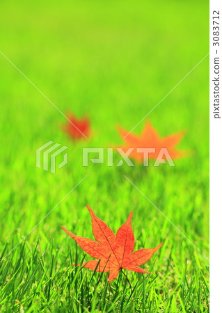 Momiji and lawn 3083712