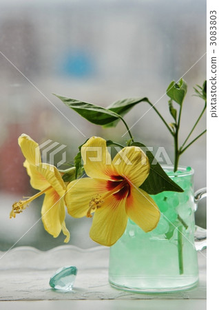 花朵 花 花卉 3083803