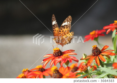 Rudbetian花和蝴蝶蝴蝶 3084383