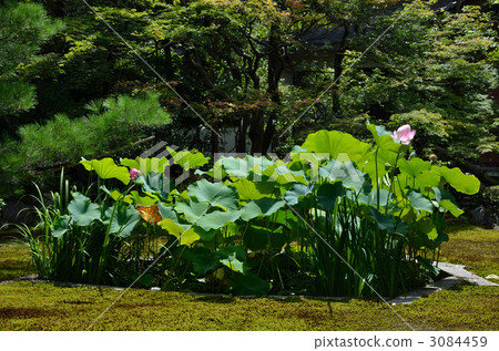這座寶塔的蓮花園 這座寶塔的蓮花園 3084459