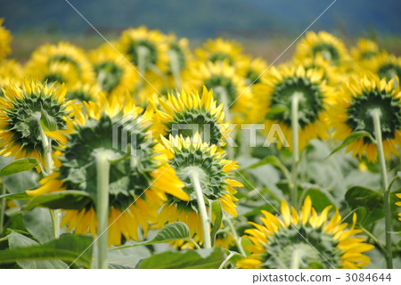向日葵 向日葵 3084644